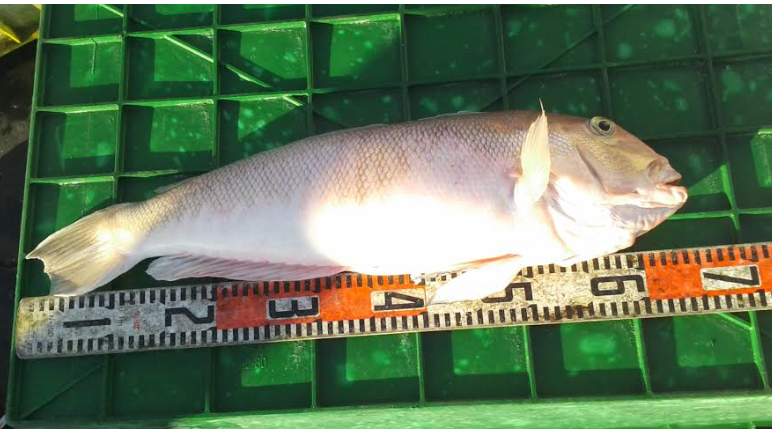 徳島県伊島沖で超高級魚の白アマダイを釣る！初心者が知っておきたい事を公開。