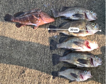 徳島県で尺メバルと40ｃｍアコウ キジハタ が釣れました 年5月10日