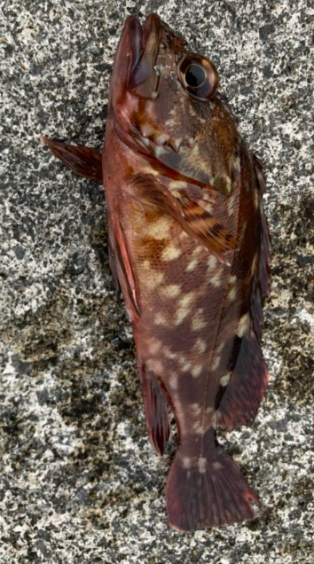 徳島県の小松島市でメバル ツバス ガシラ ハゼが釣れました 釣れた仕掛けも紹介 年6月6日